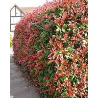 Photinia Red Robin